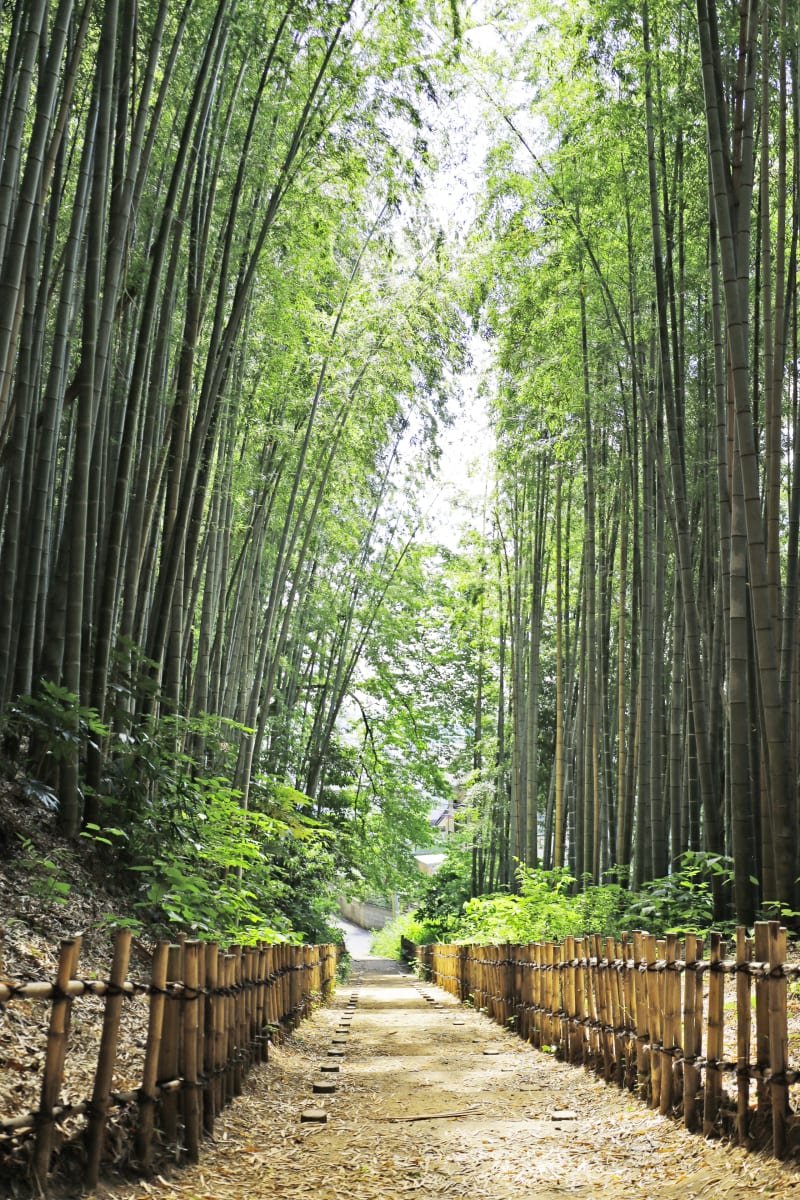 ♨️ 사쿠라 천연 온천 맑은 흐름(사쿠라 텐넨 온센 스미레) 이미지 4